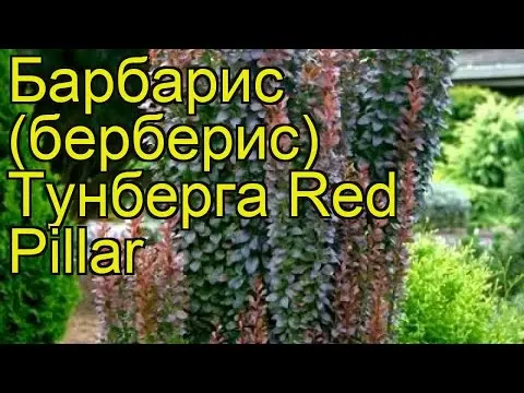 Barberry Thunberg Red Pillar