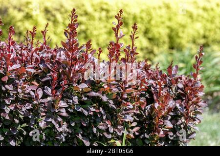 Barberry Thunberg Red Pillar