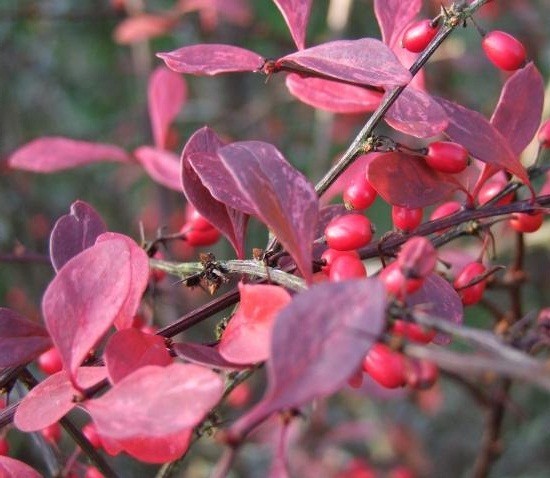 Barberry Thunberg Rose Glow (Berberis thunbergii Rose Glow)