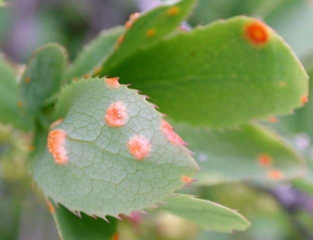 Barberry Thunberg Rose Glow (Berberis thunbergii Rose Glow)