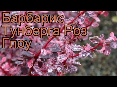 Barberry Thunberg Rose Glow (Berberis thunbergii Rose Glow)