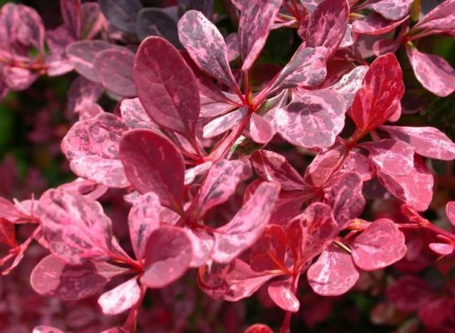 Barberry Thunberg Rose Glow (Berberis thunbergii Rose Glow)