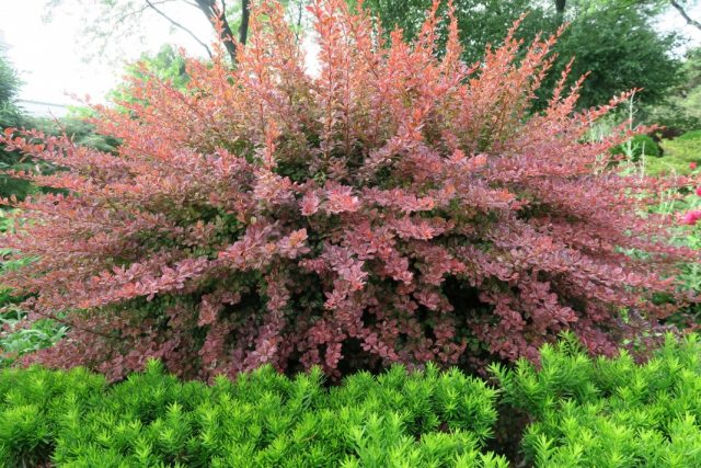 Barberry Thunberg Rose Glow (Berberis thunbergii Rose Glow)