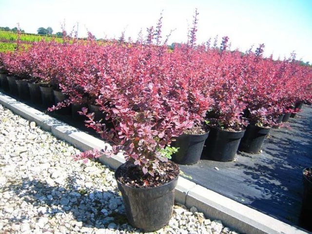 Barberry Thunberg Rose Glow (Berberis thunbergii Rose Glow)