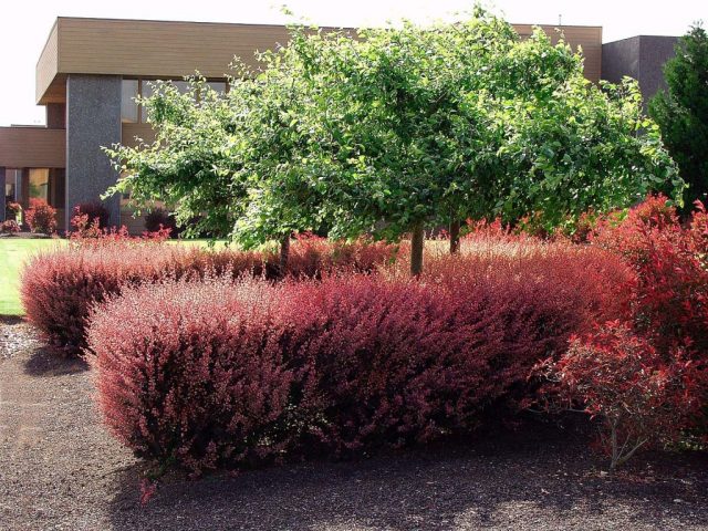 Barberry Thunberg Rose Glow (Berberis thunbergii Rose Glow)