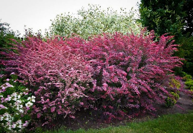 Barberry Thunberg Rose Glow (Berberis thunbergii Rose Glow)