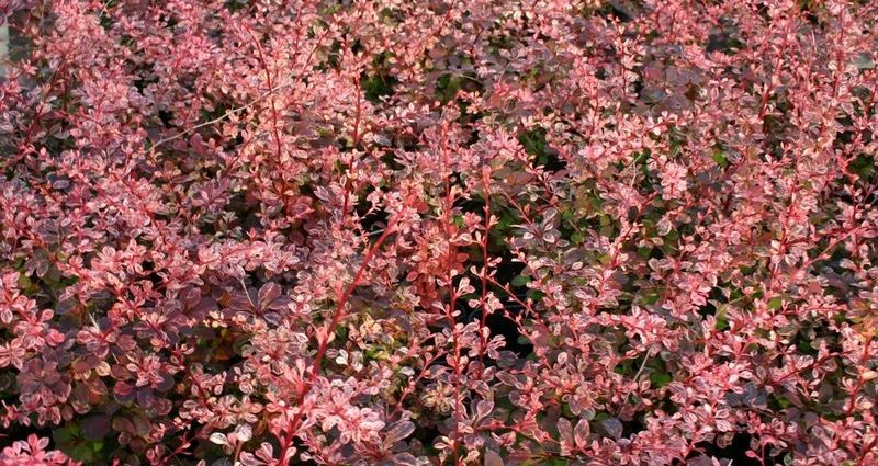 Barberry Thunberg Rose Glow (Berberis thunbergii Rose Glow)