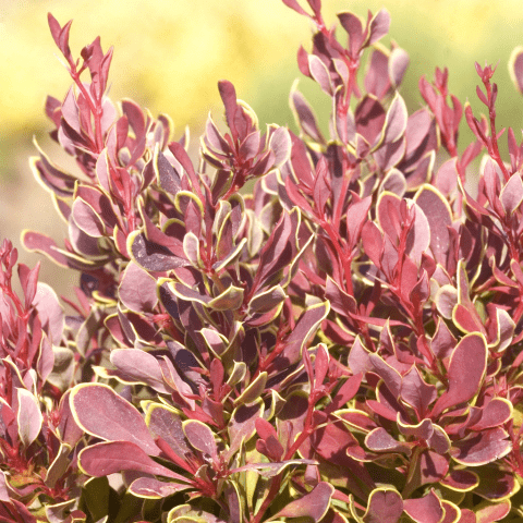 Barberry Thunberg Ruby Star (Berberis thunbergii Ruby Star) and Golden Ruby