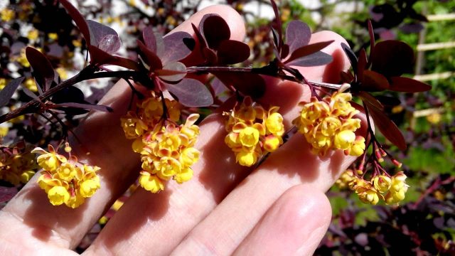 Barberry Thunberg Ruby Star (Berberis thunbergii Ruby Star) and Golden Ruby