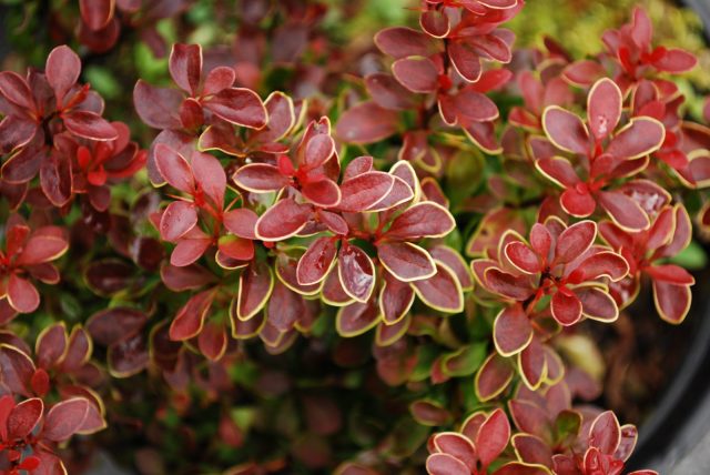 Barberry Thunberg Ruby Star (Berberis thunbergii Ruby Star) and Golden Ruby