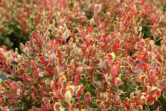 Barberry Thunberg Ruby Star (Berberis thunbergii Ruby Star) and Golden Ruby