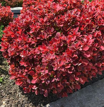 Barberry Thunberg Ruby Star (Berberis thunbergii Ruby Star) and Golden Ruby