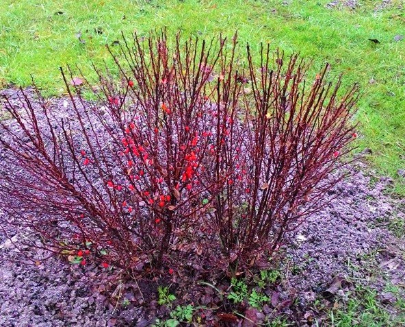 Barberry Thunberg Ruby Star (Berberis thunbergii Ruby Star) and Golden Ruby