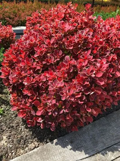 Barberry Thunberg Ruby Star (Berberis thunbergii Ruby Star) and Golden Ruby