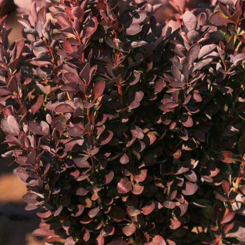 Barberry Thunberga Red Rocket (Berberis thunbergii Red Rocket)