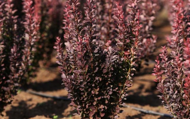 Barberry Thunberga Red Rocket (Berberis thunbergii Red Rocket)