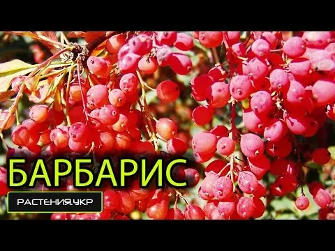 Barberry Thunberga Red Rocket (Berberis thunbergii Red Rocket)