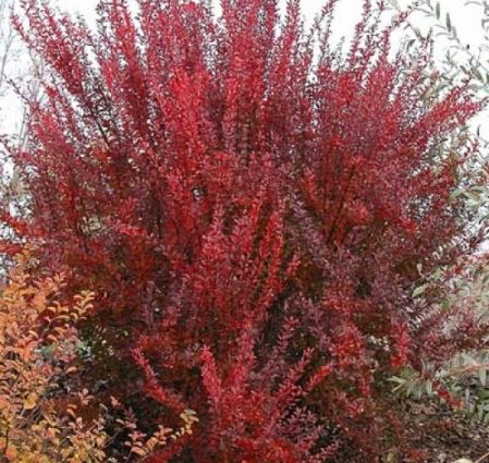 Barberry Thunberga Red Rocket (Berberis thunbergii Red Rocket)