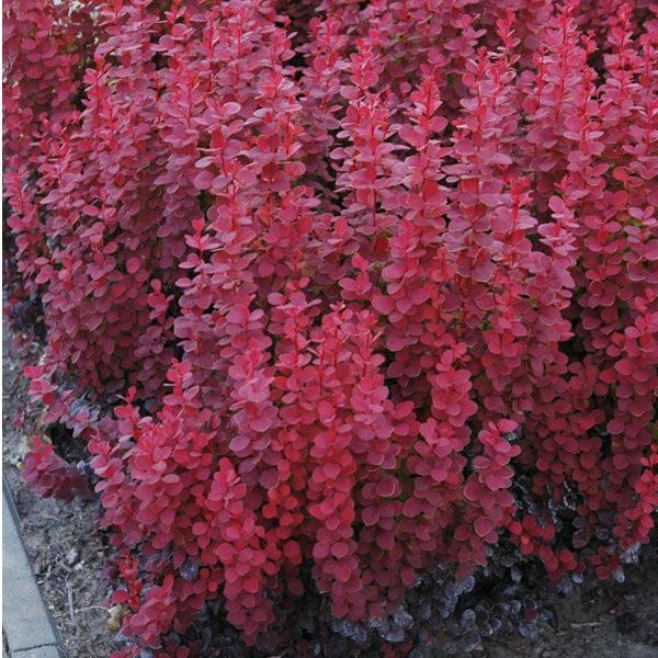 Barberry Thunberga Red Rocket (Berberis thunbergii Red Rocket)