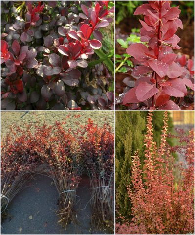 Barberry Thunberga Red Rocket (Berberis thunbergii Red Rocket)