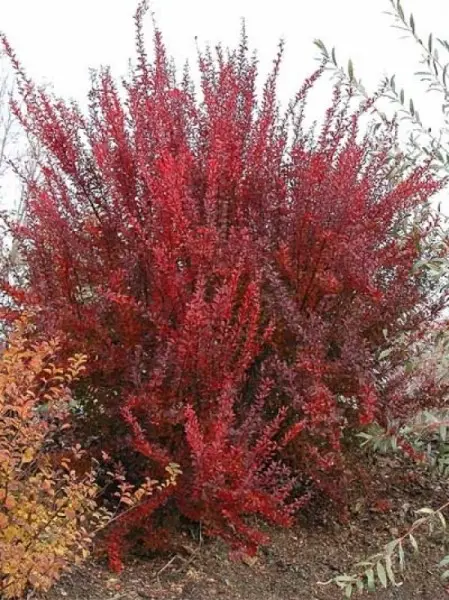 Barberry Thunberga Red Rocket (Berberis thunbergii Red Rocket)