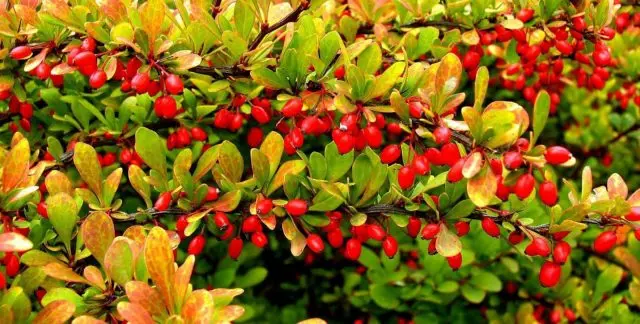 Barberry tincture