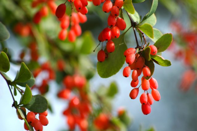 Barberry: useful properties and applications