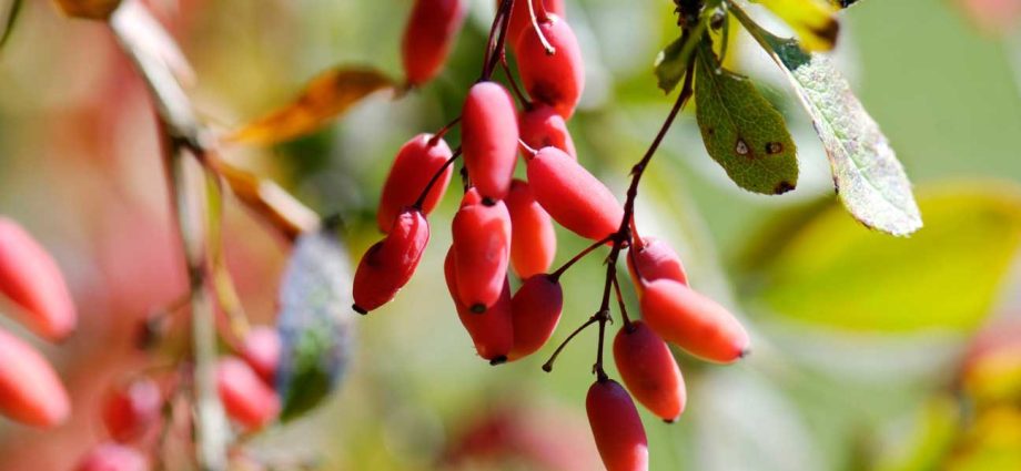 Barberry: useful properties and applications