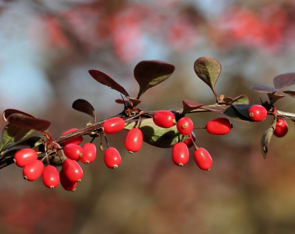 Barberry: varieties, photo and description