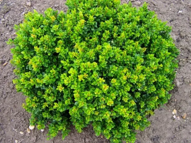 Barberry: varieties, photo and description