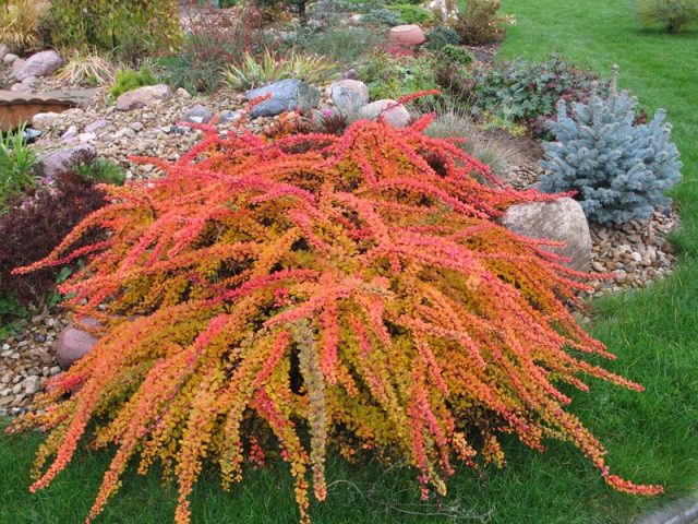 Barberry: varieties, photo and description