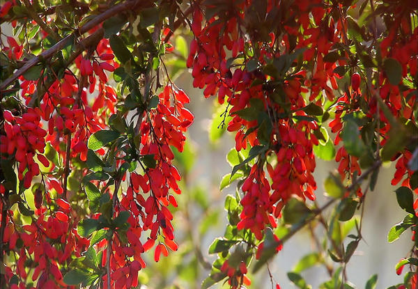 Barberry: varieties, photo and description