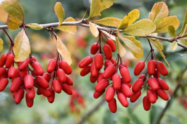 Barberry: varieties, photo and description