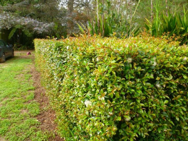 Barberry: varieties, photo and description