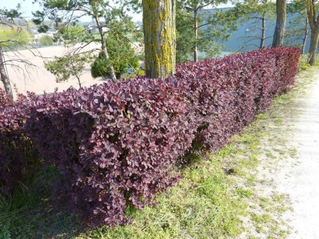 Barberry: varieties, photo and description