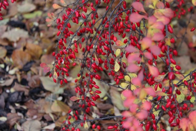 Barberry: varieties, photo and description