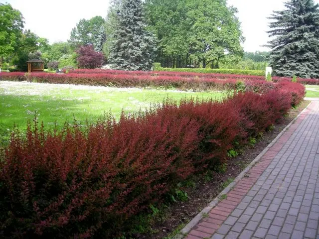 Barberry: varieties, photo and description