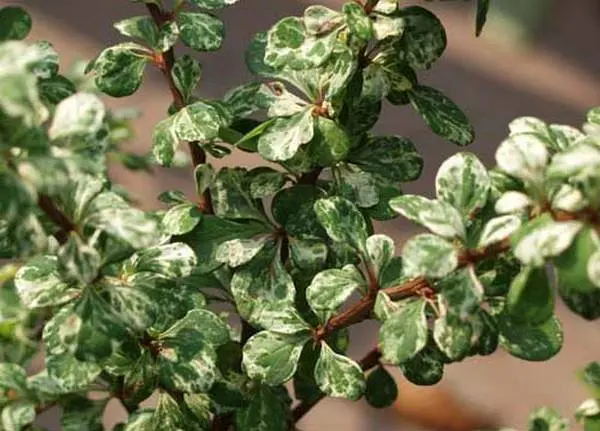 Barberry: varieties, photo and description