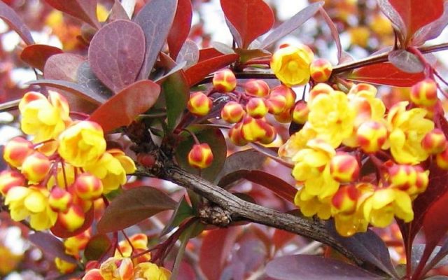 Barberry: varieties, photo and description