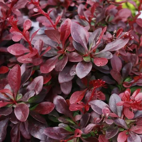 Barberry: varieties, photo and description