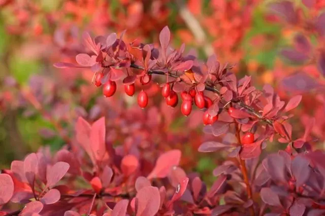 Barberry: varieties, photo and description