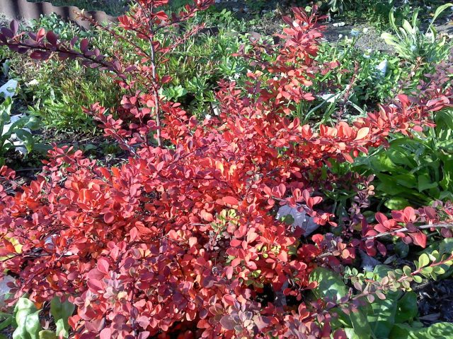 Barberry: varieties, photo and description