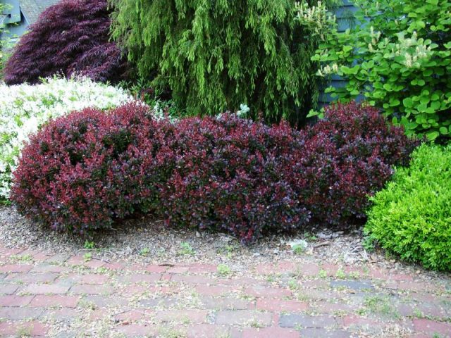 Barberry: varieties, photo and description