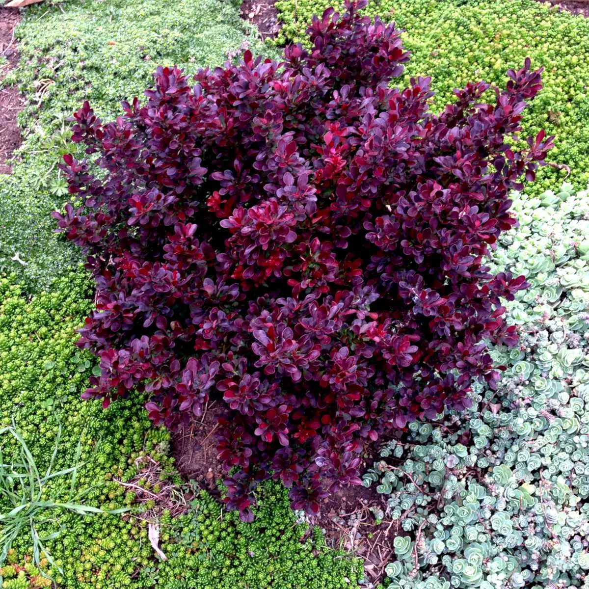 Barberry: varieties, photo and description