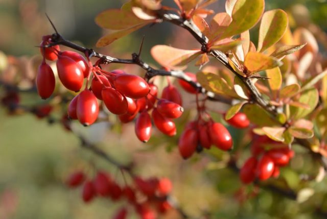 Barberry: when to pick berries