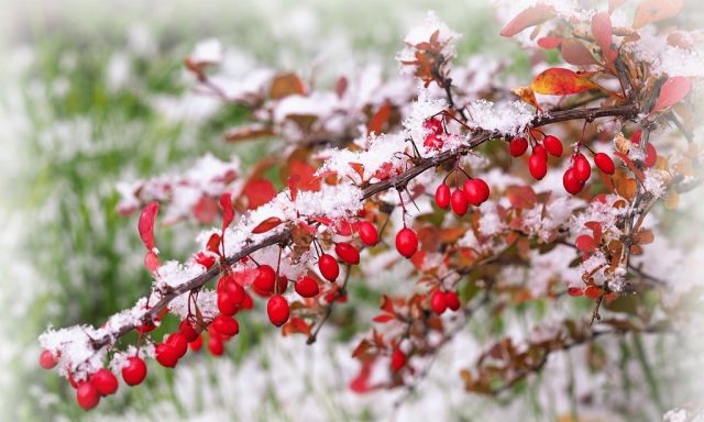 Barberry: when to pick berries