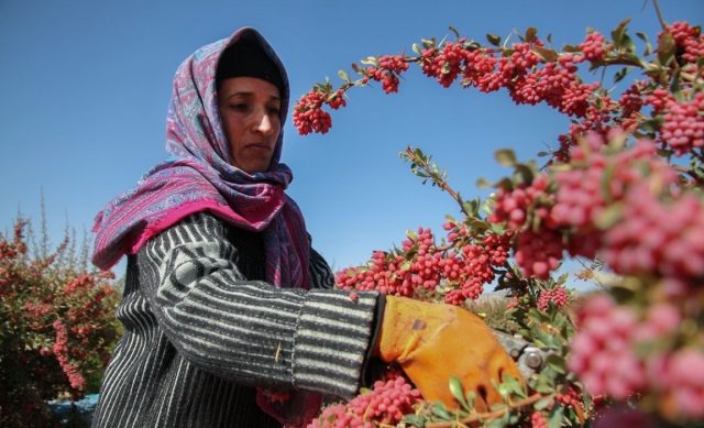 Barberry: when to pick berries