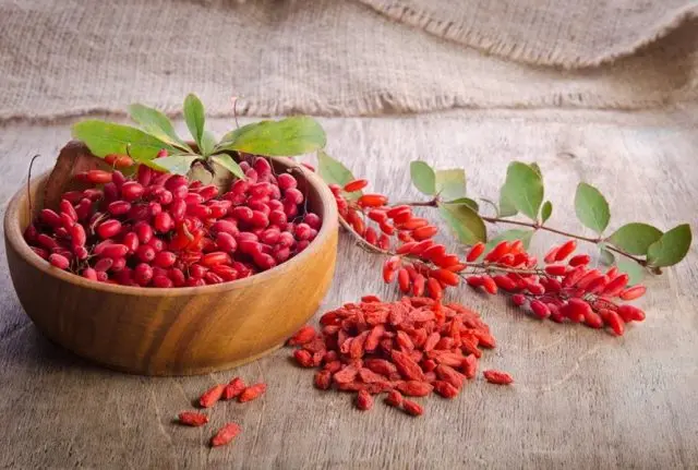 Barberry: when to pick berries