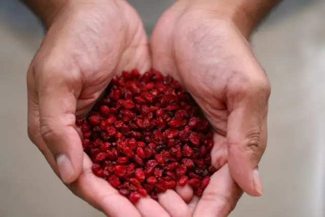 Barberry: when to pick berries