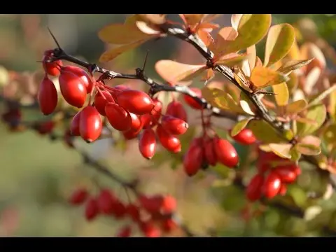 Barberry: when to pick berries